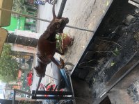 AD734419-56DF-4110-B903-54B78D226378.jpeg