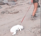 1682216260879.gif