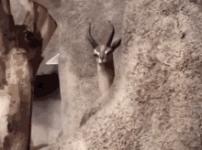 stare-staring.gif