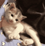 1683780128926.gif