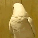 1683940378664.gif
