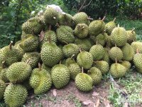 durian-632.jpeg