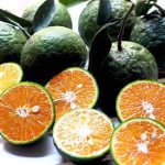 oranges.jpeg