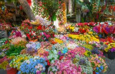 flower.jpeg