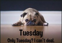 tuesday.jpg