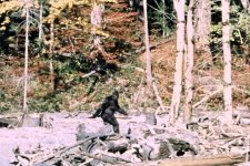 10534773_web1_180209-iss-leg-bigfoot-t.jpeg