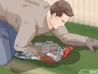 rooster7.jpg