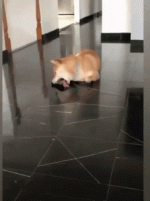 2E98B809-6593-4E55-873E-0520D53CDB26.gif