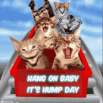 1694013529382.gif