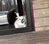 CCB017BA-F59D-425A-B81E-290B821F04F5.gif