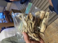 IMG_2101.jpeg