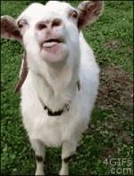 1697043122252.gif