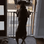 ResizedP_1698288133732_763121651329358.gif