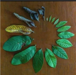 1699533762004.png