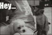 1699712221473.gif