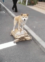 1700499794185.gif