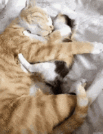 1701047506513.gif