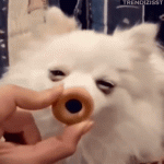 D8212F13-4AB5-43BB-BD59-8625C5C02D25.gif