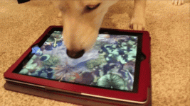 C5E814EC-FCD7-4B84-A073-88FD27DA2FF1.gif