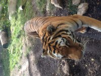 IMG_1238.jpeg