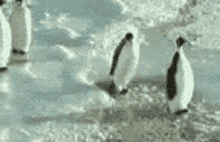 1706816695259.gif
