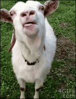 1707152299101.gif