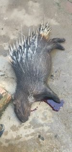 IMG_0347.jpeg