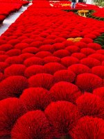 IMG_0424.jpeg