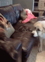 1708893289964.gif
