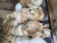 IMG_0976.jpeg