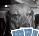 1652393405363.gif