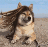 8EE57E50-F72F-4681-9C63-440484745229.gif
