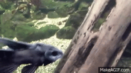 1713277169119.gif