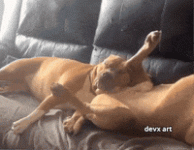 1716383619538.gif