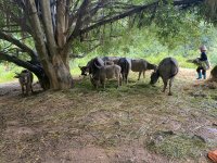 IMG_6110.jpeg