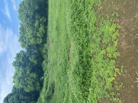 IMG_6279.jpeg