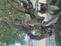 IMG_6962.jpeg