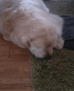 IMG_8464.gif