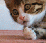 1721352009565.gif