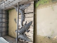 IMG_8933.jpeg
