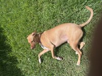 IMG_2492.jpeg