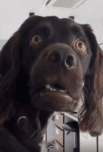 huh-what-dog-huh.gif