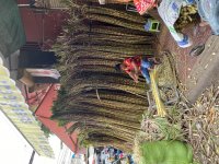 IMG_0494.jpeg