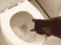 IMG_8973.gif