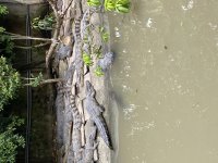 IMG_0938.jpeg