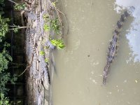 IMG_0937.jpeg