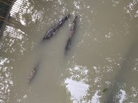 IMG_0940.jpeg