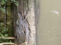 IMG_0941.jpeg