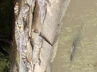 IMG_0944.jpeg