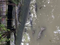 IMG_0945.jpeg